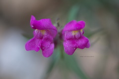 Antirrhinum majus