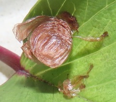 Aspidimorpha puncticosta