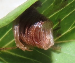 Aspidimorpha puncticosta