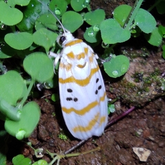 Cyana arama arama