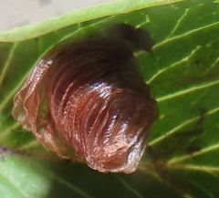 Aspidimorpha puncticosta