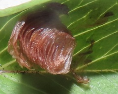 Aspidimorpha puncticosta