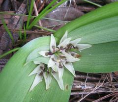 Colchicum longipes
