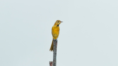 Icterus cucullatus