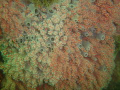 Melithaea rubra