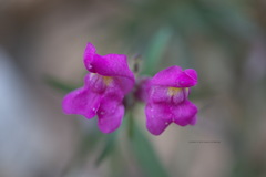 Antirrhinum majus