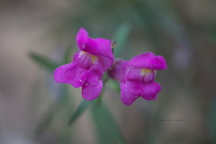 Antirrhinum majus