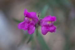 Antirrhinum majus