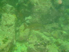 Chirodactylus brachydactylus