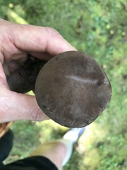 Tylopilus alboater