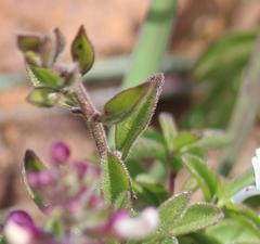 Syncolostemon pretoriae