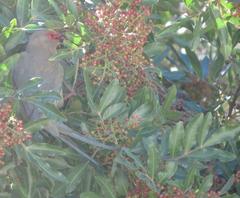 Urocolius indicus indicus