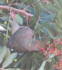 Urocolius indicus indicus