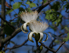 Pseudobombax ellipticum
