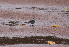 Motacilla alba