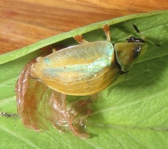 Aspidimorpha puncticosta