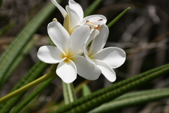 Plumeria alba