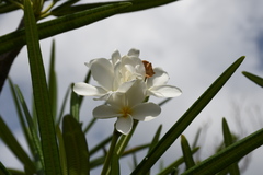 Plumeria alba