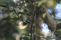 Cryptospiza reichenovii