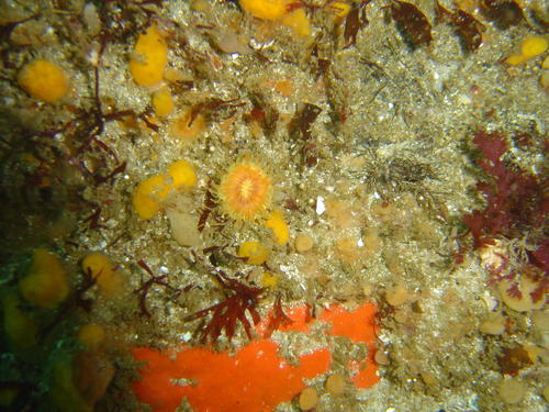 Balanophyllia capensis