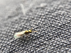 Mesopolobus aequus
