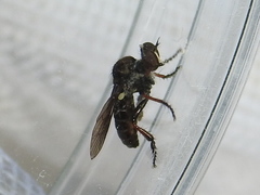 Hadrokolos texanus