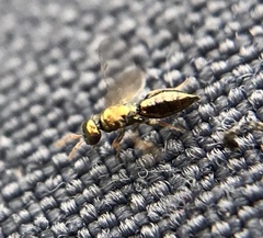 Mesopolobus aequus