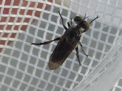 Hadrokolos texanus