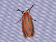 Hypoprepia miniata
