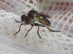 Hadrokolos texanus