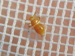 Pissonotus binotatus