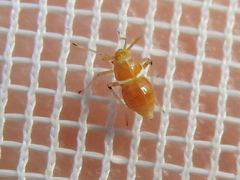 Pissonotus binotatus