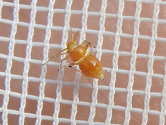 Pissonotus binotatus