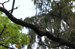 Garrulus glandarius