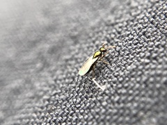 Mesopolobus aequus