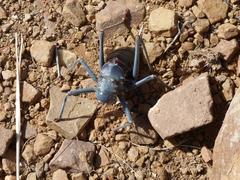 Acanthoplus discoidalis