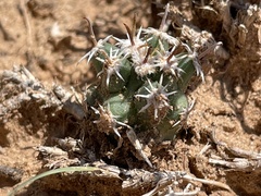 Sclerocactus cloverae