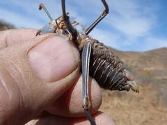 Acanthoplus discoidalis
