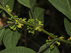 Witheringia solanacea