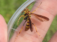 Poecilopompilus interruptus interruptus