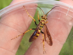 Poecilopompilus interruptus interruptus