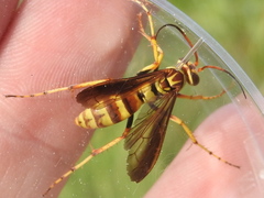 Poecilopompilus interruptus interruptus