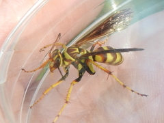 Poecilopompilus interruptus interruptus