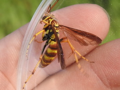 Poecilopompilus interruptus interruptus