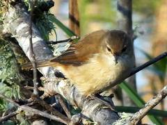 Acrocephalus scirpaceus baeticatus