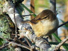 Acrocephalus scirpaceus baeticatus