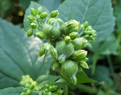 Schizomyia eupatoriflorae