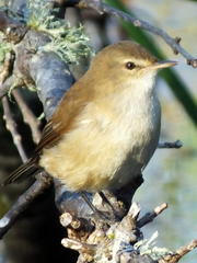 Acrocephalus scirpaceus baeticatus