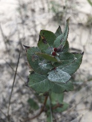 Salix cordata