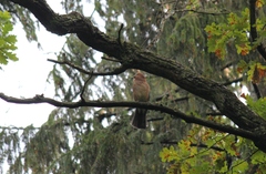 Garrulus glandarius